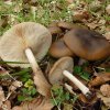Melanoleuca cognata, Frühlings-Weichritterling